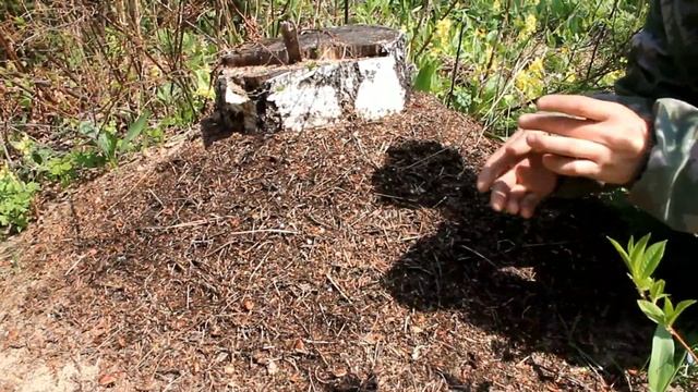 По бездорожью на ЛуАЗе за диким луком, черемшой, Встретили гадюку, Сбор черемши. смотреть онлайн