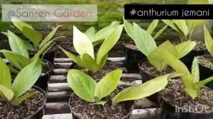 Anthurium jemani || Sansen Garden