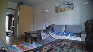 Один дома. Цвергпинчер Чип. 8,5 месяцев