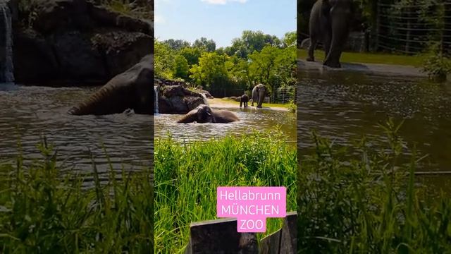 München. Hellabrunn Zoo