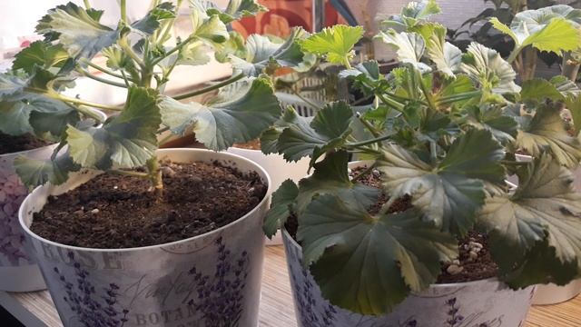 ОБРЕЗКА И ЗИМОВКА ПЕЛАРГОНИЙ (КОРОЛЕВСКОЙ, РОЗЕБУДНОЙ)НА ПОДОКОННИКЕ смотреть онлайн