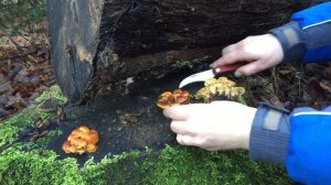 ГРИБЫ на Рождество! Готовим праздничные блюда с зимними грибами.