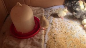 Цыплята породистых кур Амрокс ,Билифельдер,Американский Леггорн