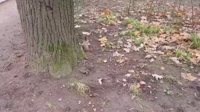 Прогулка в Царицино