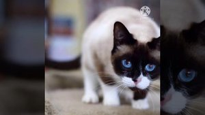 Интересные факты о породе «Сноу- Шу»