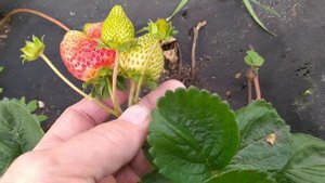 Клубника Аврора Карима Мурано Фурор Кантус Флорентина октябрьский обзор плодоношения