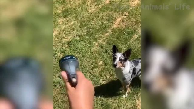 🤣 Самые СМЕШНЫЕ 🐶 СОБАКИ и 😻 КОШКИ - Потрясающие СМЕШНЫЕ видео про домашних ЖИВОТНЫХ 😇 смотреть онлайн