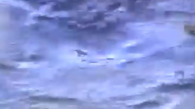 Байкальская нерпа смотреть онлайн