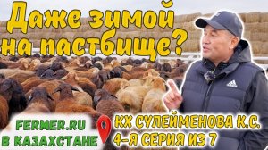 Особенности содержания овец эдильбаевской породы. Баранчики 4-5 мес. КХ Сулейменова К.С.