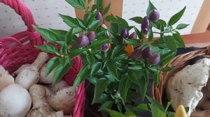 Помогите приготовить луговые шампиньоны I Рецепты от Рассы