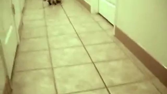 Ayira, 2 year old Blue Point Ragdoll needing a forever home смотреть онлайн