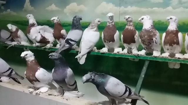 14.04.2020.г "голуби капканы" смотреть онлайн