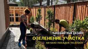 Озеленение участка - начало посадок