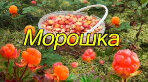 Морошка. Сбор ягоды. Морошка - самая вкусная и красивая ягода. Сезон 2024. Дикая ягода