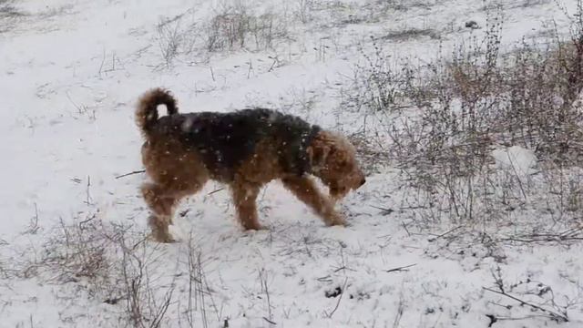 Выпал снег гуляем с Арни