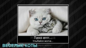 ВЕСЕЛЫЕ КОТЫ   Funny Cats, приколы про котов, животных