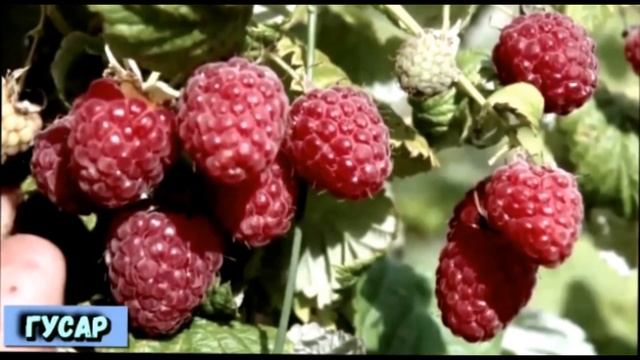 Самые лучшие сорта малины!На Заметку дачникам