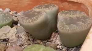 23.  Lithops lesliei.