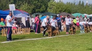 Группа производителя Негус Карил'с Алан ч.2 / Моно немецких овчарок ранга ПК БРОННИЦЫ 10 августа 202