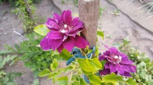 Клематис Шин-Шигоку . Clematis Shin-shigyoku  . Японские сорта клематисов .