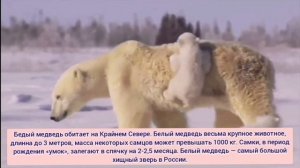 ТОП-5 САМЫЕ БОЛЬШИЕ ЖИВОТНЫЕ РОССИИ