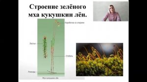 5 класс. Биология. Многообразие организмов.  Мхи. Бочкова О.А.