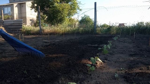 СТРУЧКОВАЯ ФАСОЛЬ. Простой и легкий способ посадки семян.