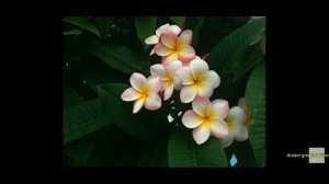 aerometic flowers plants in india|scented flowers plants|#aerometicflowers