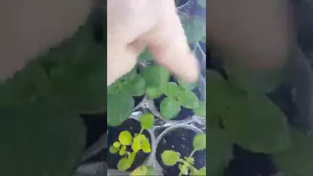 Выращивание Фиалок Из Семян  Часть 22