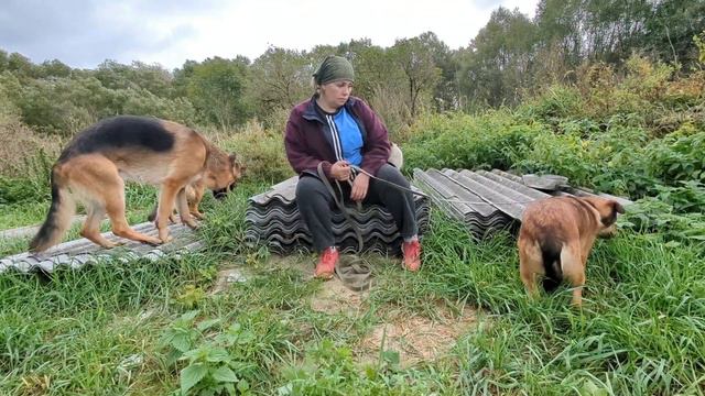 Игры немецких овчарок и история маленького Дружка смотреть онлайн