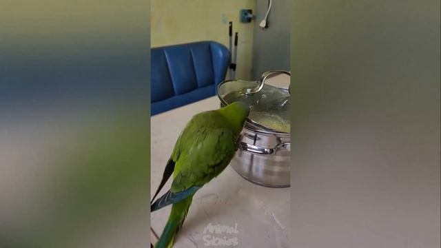 ГОВОРЯЩИЕ И САМЫЕ СМЕШНЫЕ ПОПУГАИ со всего мира | ПРИКОЛЫ С ПОПУГАЯМИ | FUNNY PARROTS часть 15