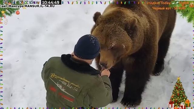 Мансур: УРА!! ПАПА пришел да еще с пакетом груш. #Медведь#Мансур#Орешково#МедведьМансур