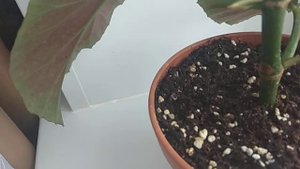 БЕГОНИЯ КОРАЛЛОВАЯ. Результат эксперимента. #бегониякоралловая