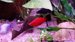 Борьба характеров. Анциструс L-181 защищает свою территорию