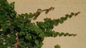 Ficus pumila, a fig grows like ivy