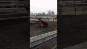 Спаривания верблюдов прям как в плейбое