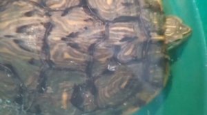 Как менять воду у черепахи.Фильтр для черепахи.Уборка в аквариуме.