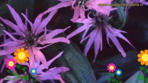Лихнис кукушкин цвет Нана. Краткий обзор, описание характеристик lychnis flos-cuculi Nana