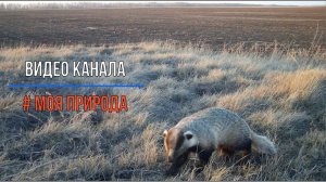 Барсук и Корсак