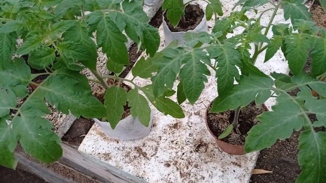 Рассада томата не вытянется и быстро вырастет. смотреть онлайн