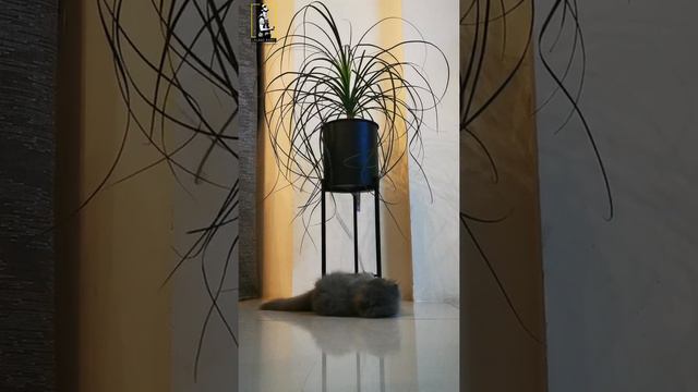 Highland Fold Munchkin Cat смотреть онлайн