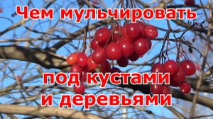 Чем мульчировать под кустарниками и деревьями. Облагораживаю насаждения с пользой и для души.