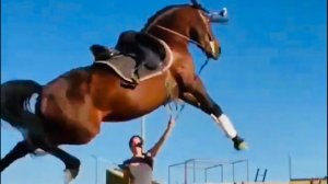 ПРИКОЛЫ С ЛОШАДЬМИ-ЛОЛ!!!FUNNY HORSES-СМЕШНЫЕ ЛОШАДИ- CUTE ANIMALS(HORSES)/Funny jokes with horses