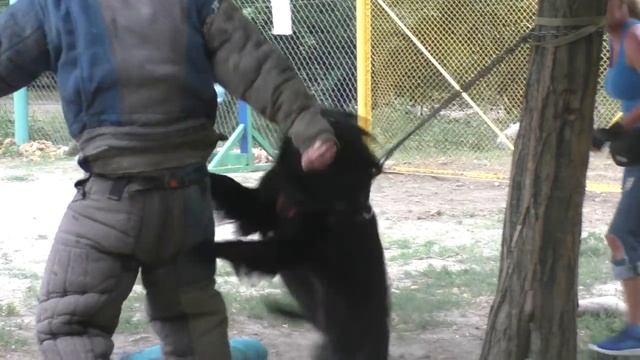 Атакует ПРИЗРАК. Черная Немецкая Овчарка.  Ghost. Black German Shepherd.