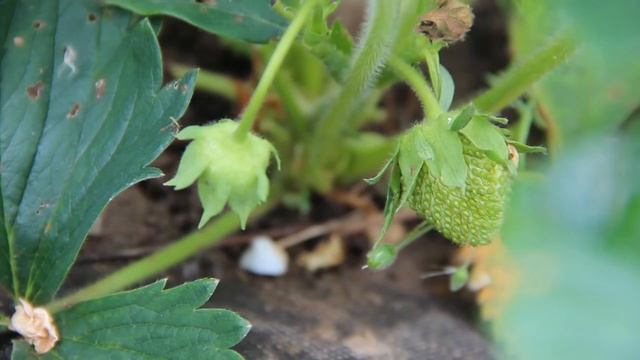 Выращивание Клубники. Правильный Уход Во Время Цветения.(12.06.17) смотреть онлайн