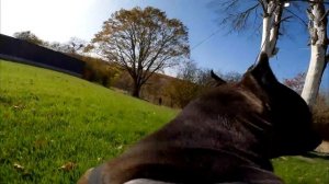 Питбуль повязал волчицу ??