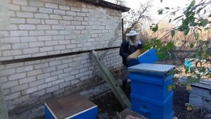 Рамка пчел успешно перезимовавших зимой. Как сохранить матку с горстью пчел. Результат эксперимента