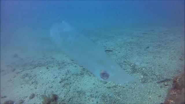 10 Самых Удивительных Прозрачных Существ смотреть онлайн