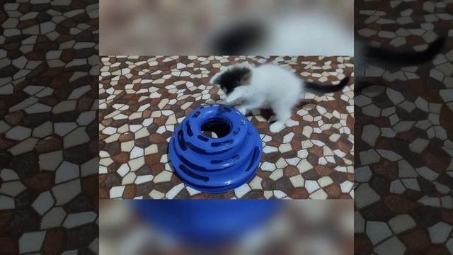Пирамида - трек. Интерактивная игра для кошек Homecat