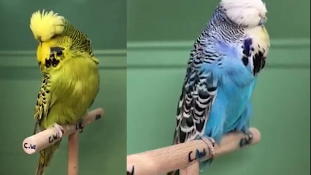 WELLENSITTICH Christian Winklhofer Germany BudgiePlanet BUDGERIGAR/periquitos/BUGGIGARAR/بجریگر смотреть онлайн